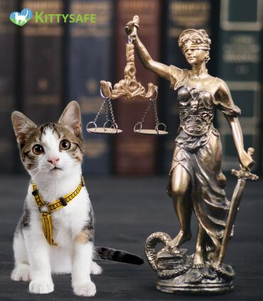 cat law