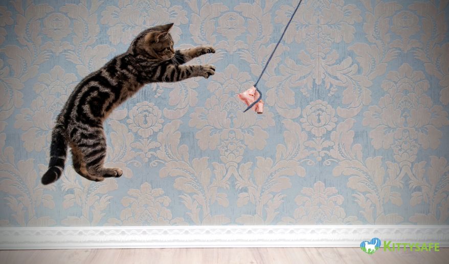 cats can jump so high