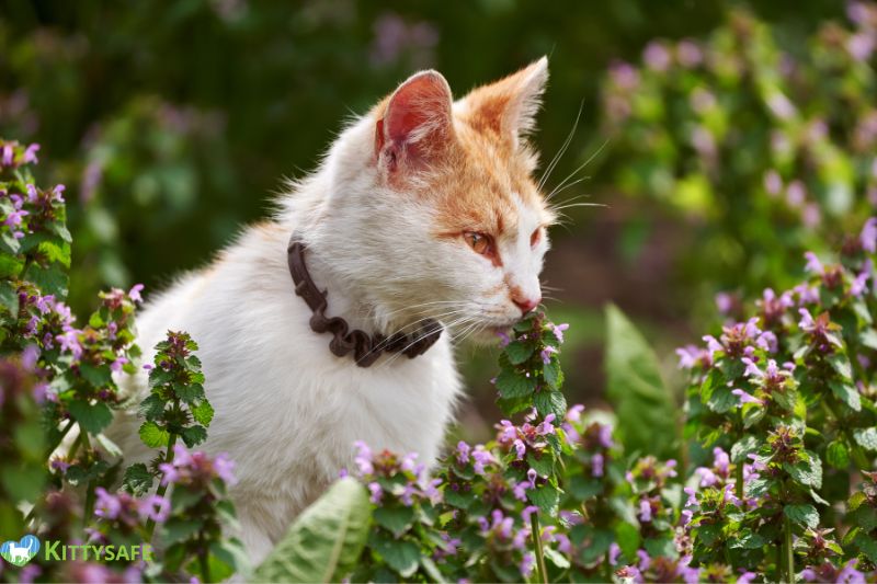 harmful plants for cats