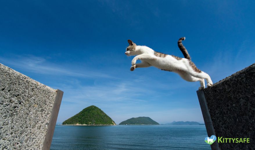 how high or far housecats jump