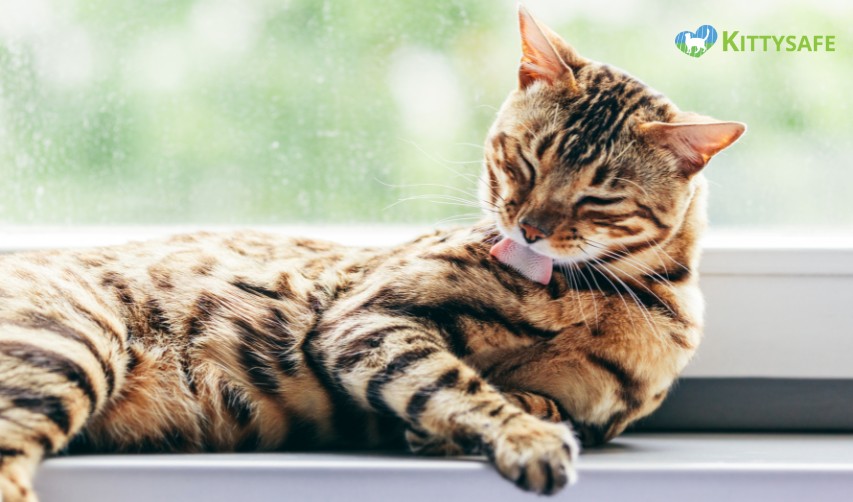 Why Do Cats Groom Themselves? Secret Of Kitty Cleanliness