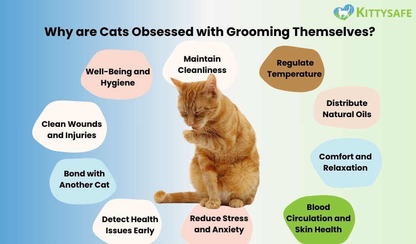 why are cats obsessed with grooming themselves