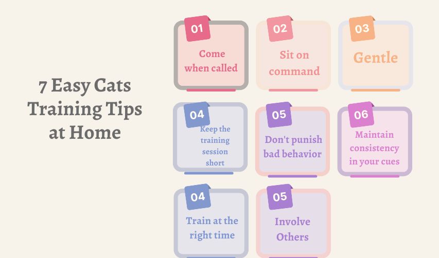 easy cats training tips at home