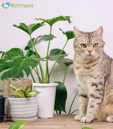 toxic plant for cats