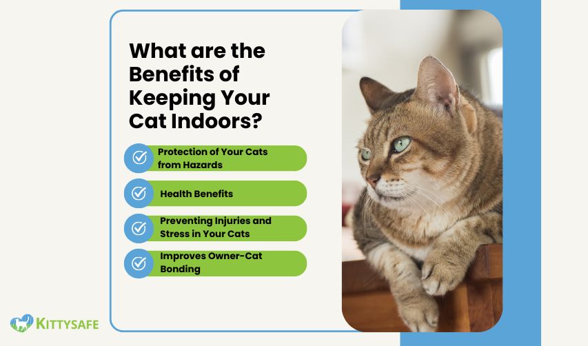 benefits of keeping cat indoors along with cat