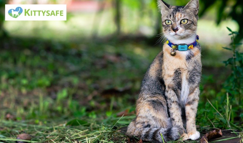 shock collar for cat enclosure in perth