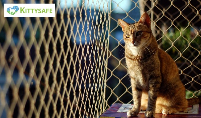 panelling for cat enclosure in perth