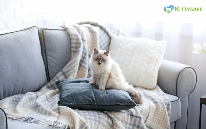 cat on a sofa pillow