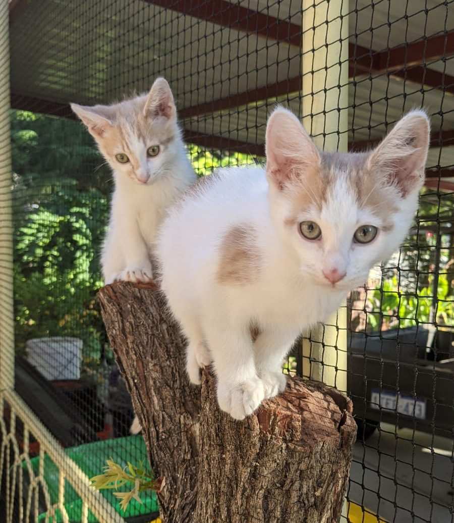 ks-kittens-on-tree-in-perth