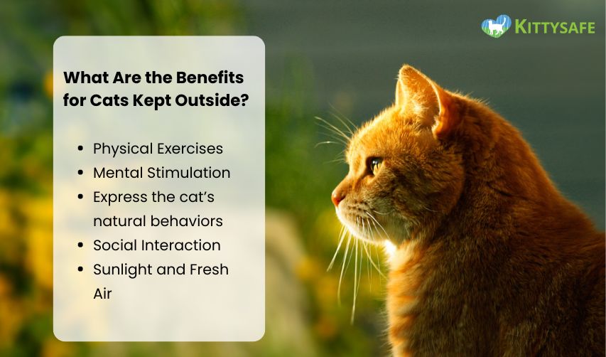 benefits of cat kept outside along with cat