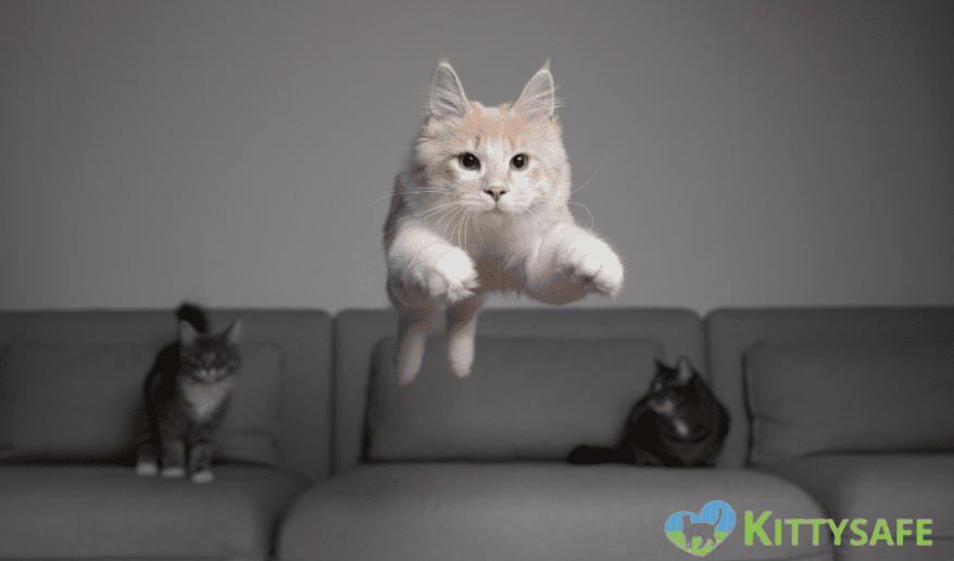 how high can domestic cat jump