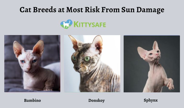 Cat breed risk at sunlight