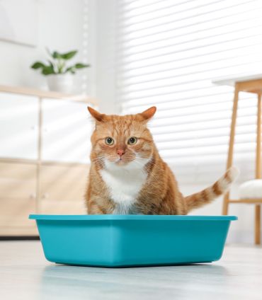 cat in tub