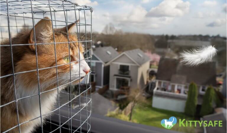 cat enclosure