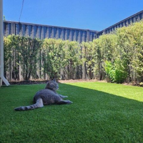 backyard cat netting